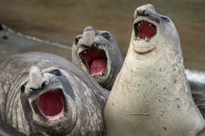 Three elephant seals roaring on the beach for Npoty photo contest.