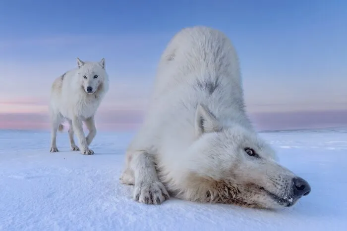 Two arctic wolves in snow captured in incredible wildlife photos