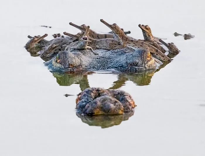 Close-up of crocodile with baby crocs in stunning wildlife photo