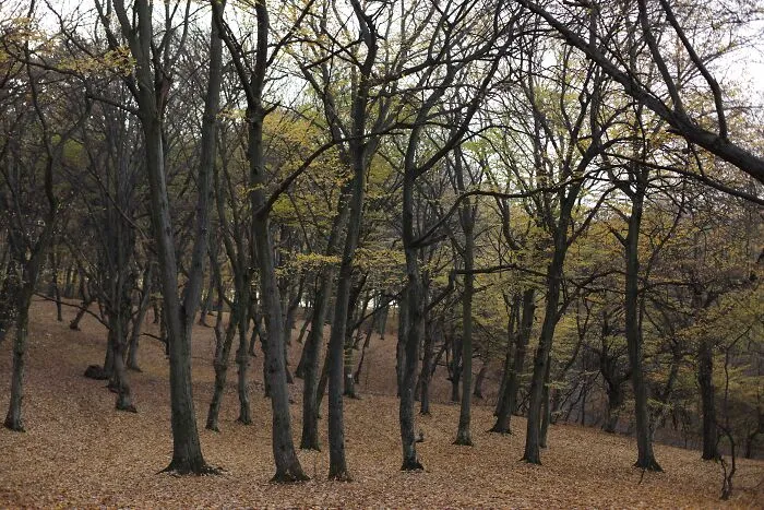 Hoia-Baciu Forest, Romania