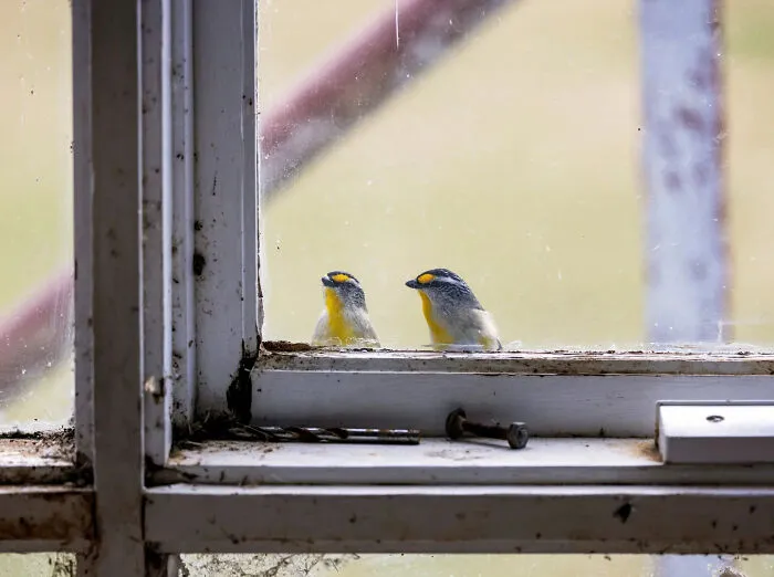 Two small yellow-breasted birds looking out a window in a beautiful bird photo