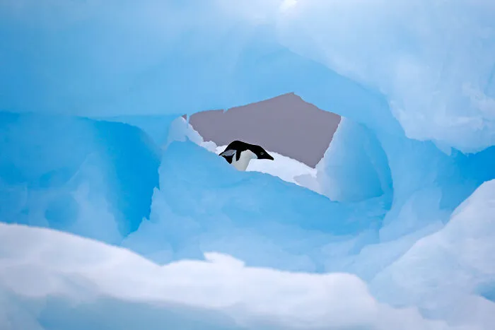 An Adelie penguin peeking through a frame of bright blue glacial ice for Npoty.