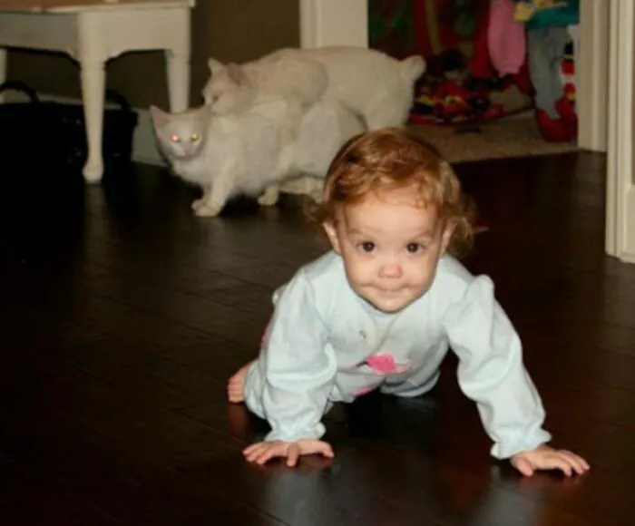 A baby crawls on the floor while white cats play in the background of family photos with cats.