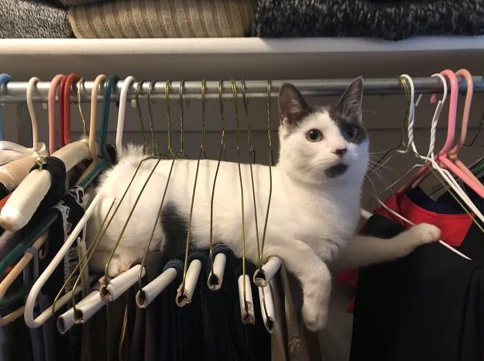 A white cat comfortably lying across clothing hangers in a closet, showing hilarious family photos with cats.