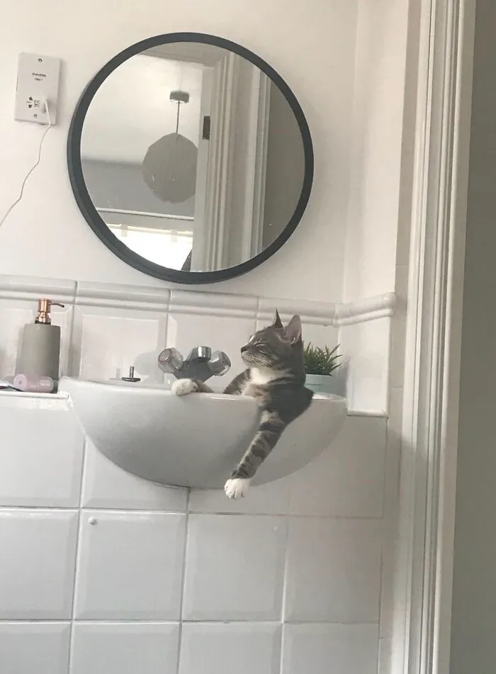 A relaxed cat lounging inside a bathroom sink, creating funny family photos with cats.