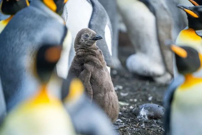 A fluffy brown penguin chick stands among adult penguins in a stunning bird photo