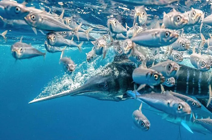 A marlin hunting through a dense school of fish underwater, highlighted in Npoty.
