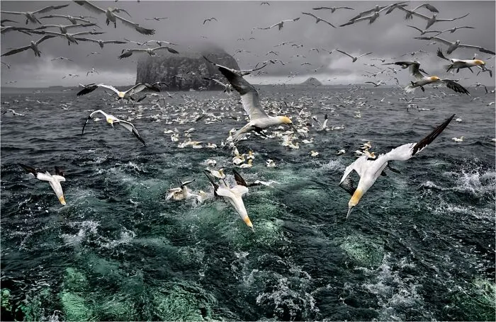 Wildlife photo of many seabirds diving into the ocean sea