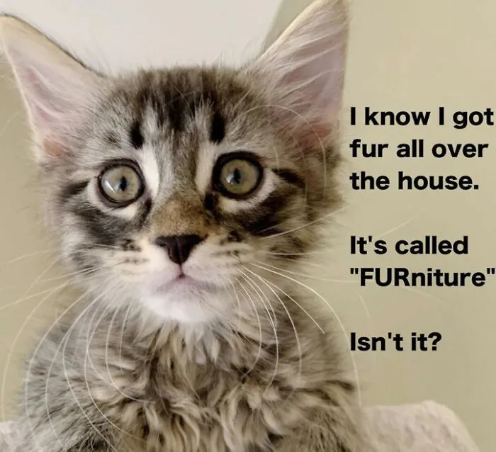 Close up of fluffy kitten with fur on furniture pun
