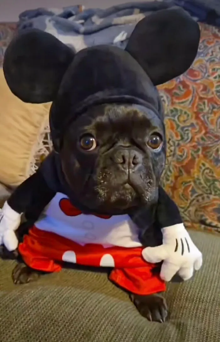 <a href="https://abracadabranyc.com/products/mickey-mouse-pet-costume" rel="noopener noreferrer" target="_blank">Mickey Mouse Ears</a> On A Dog That Already Has The Enthusiasm And The Round Face To Pull It Off Is Disney Casting At Its Absolute Finest
