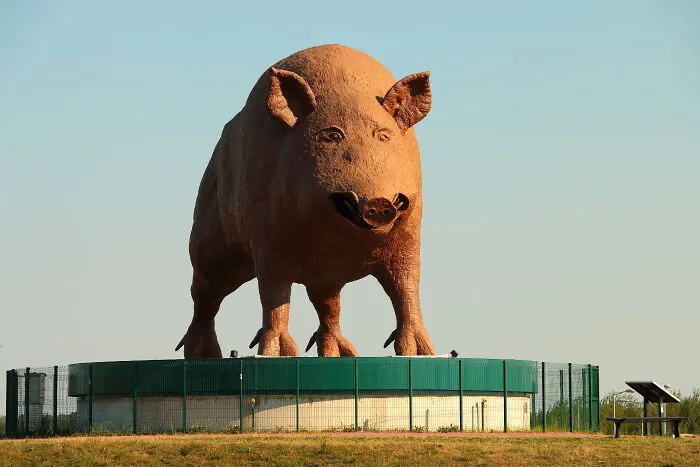 A massive brown pig sculpture standing as public art on a circular platform