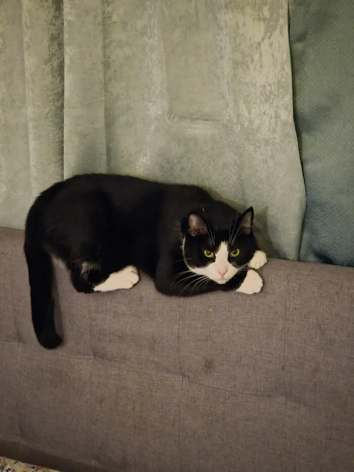 A black and white cat perched on top of a sofa in one of its funny positions