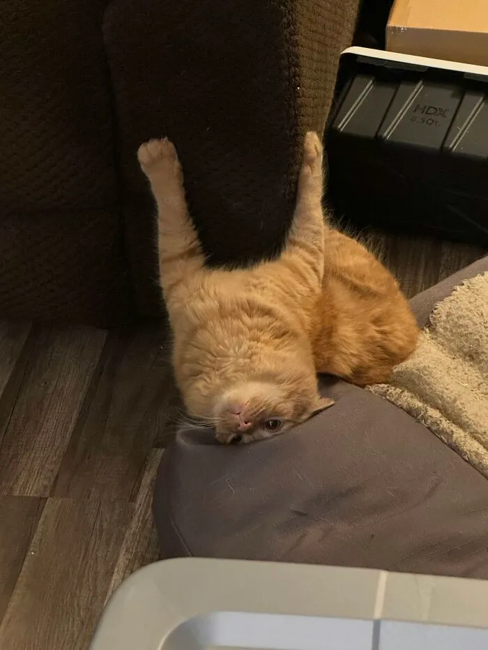 Funny ginger cat lying upside down on a sofa cushion