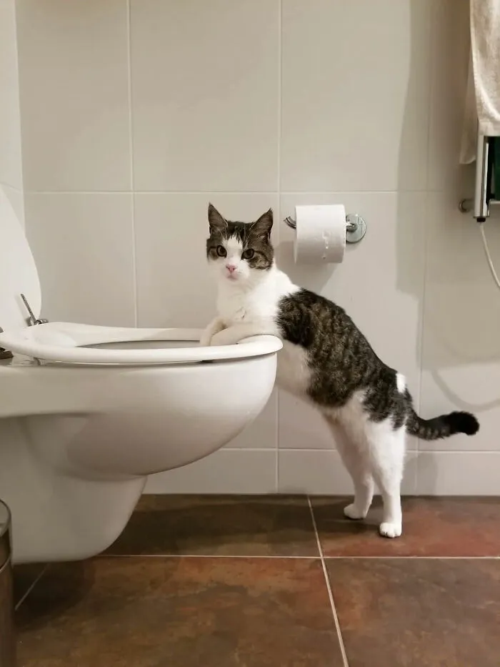 A black and white cat standing on its hind legs looking at a toilet bowl