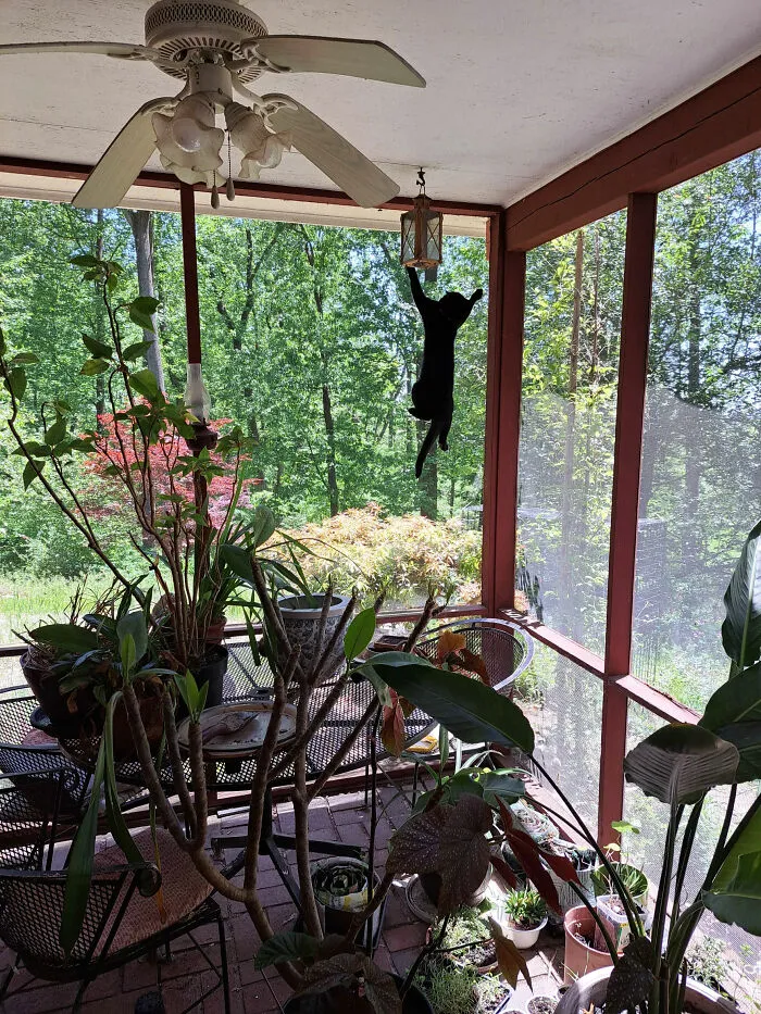 A funny black cat hanging from a light fixture on a porch
