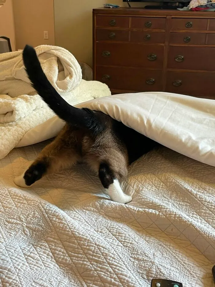 A cat hiding under a blanket with its hind legs and tail sticking out
