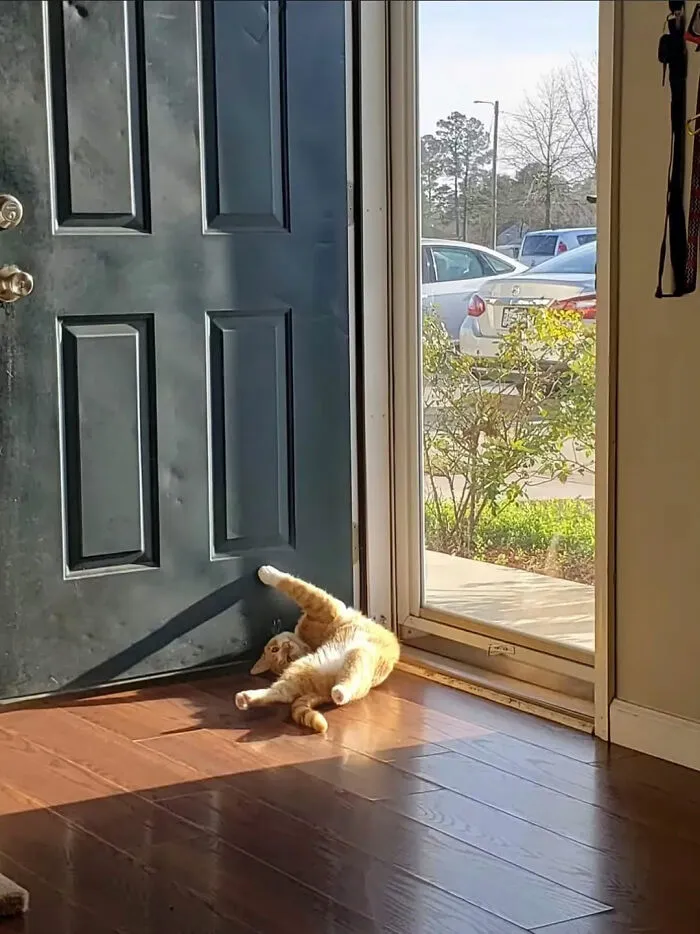 A ginger cat lying on the floor in a weird position near the door