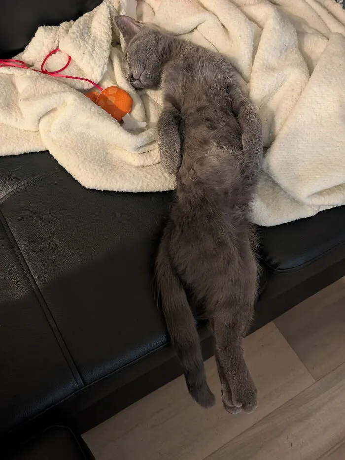 A grey cat sleeping in a funny position on the couch next to a blanket