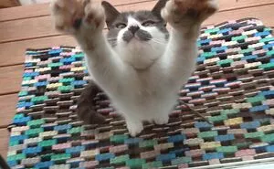 73 People Shared The Weirdest And Funniest Positions Their Cats Have Been Found In