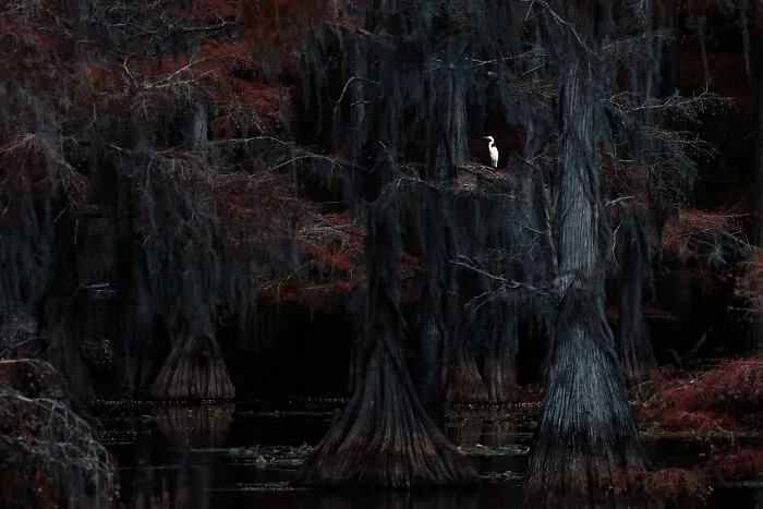Egret perched on dark cypress tree in striking wildlife photo