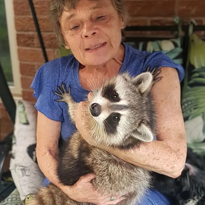 An elderly woman holding a rescued raccoon warmly in her arms, showing an inspiring raccoon story.