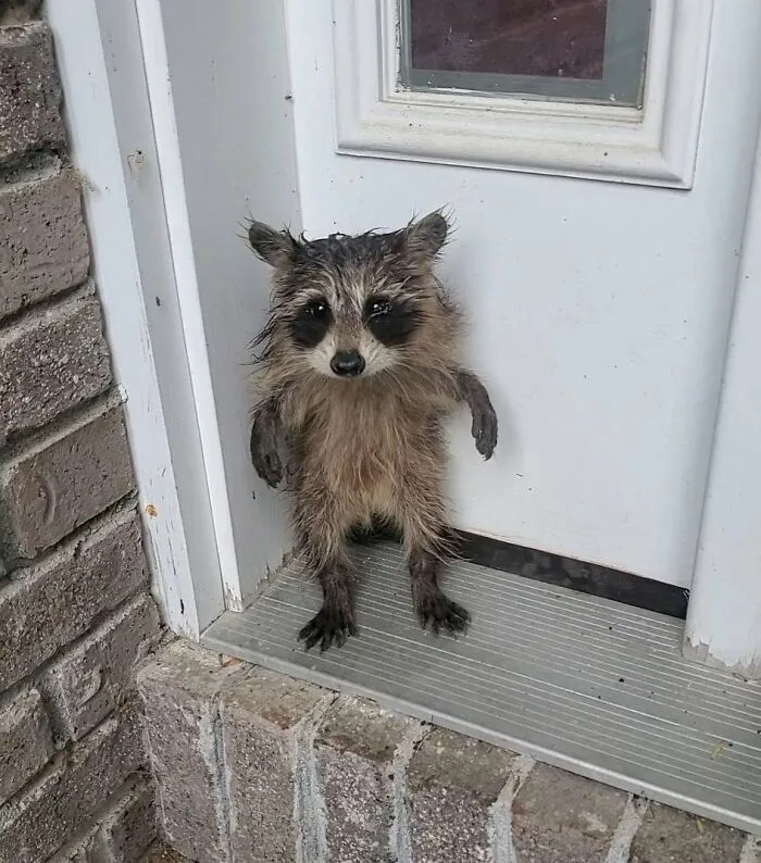 Wet raccoon standing on a front doorstep after daring rescues or outdoor adventures.