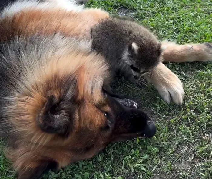Tiny baby raccoon cuddled next to a large dog on green grass in one of many raccoon stories.