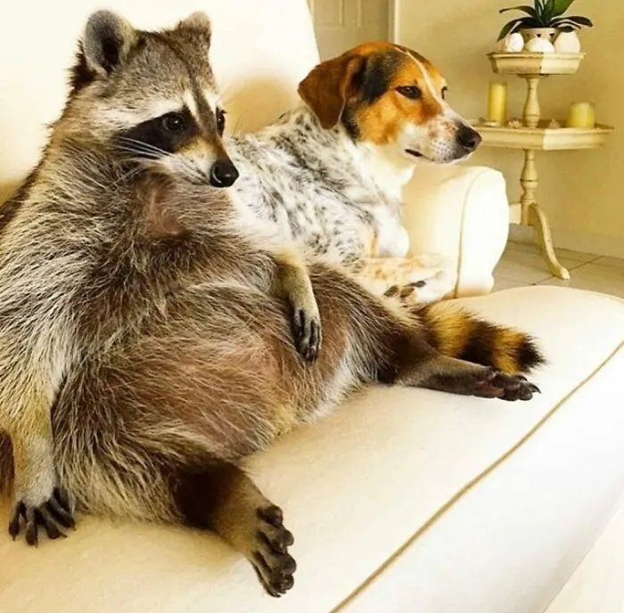 Chubby pet raccoon relaxing on a sofa alongside a dog, showing unlikely friendships.