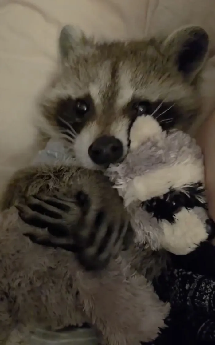 A cute raccoon lying in bed and snuggling a plush stuffed toy in a sweet raccoon story.