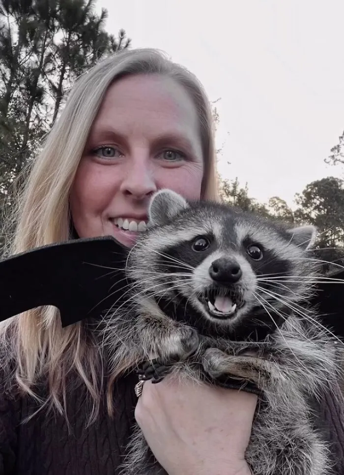 A happy woman holding a pet raccoon wearing bat costume wings in a heartwarming raccoon story.