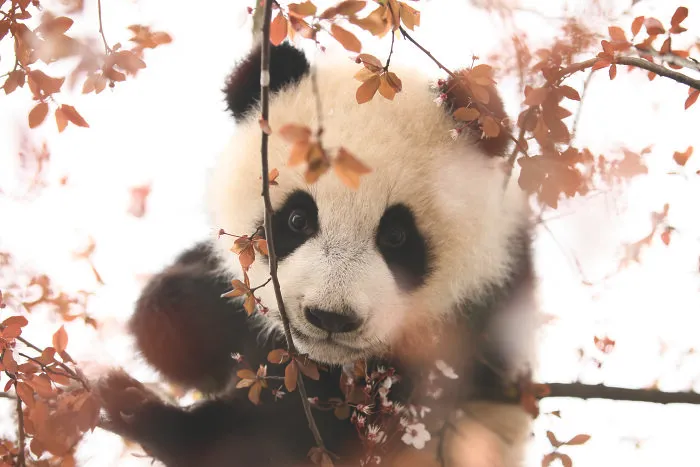 Giant panda cub peeking through pink blossoms on tree branches