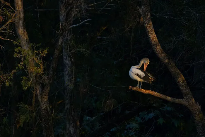 A white pelican bird preening its feathers on a tree branch at dusk, from BirdLife Australia Photography Awards.