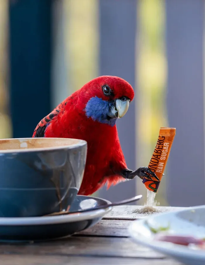 A red crimson rosella bird holding a sugar packet next to a coffee cup, from BirdLife Australia Photography Awards.