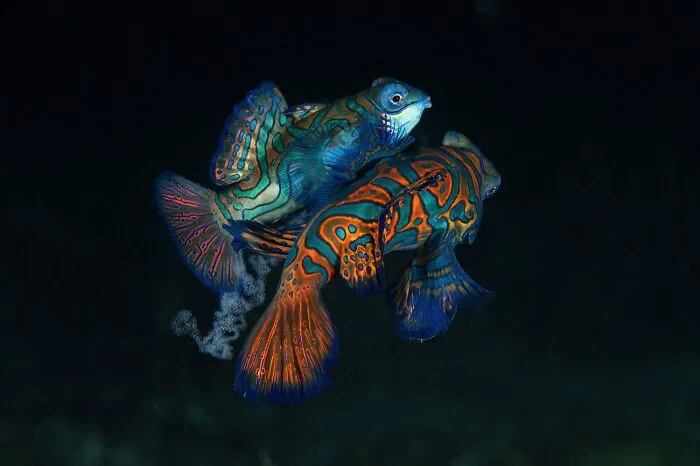 Vibrant wildlife photo of colorful mandarin fish underwater