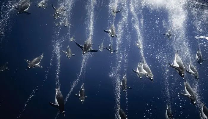 Penguins diving underwater with air bubbles trail, best pics 2026