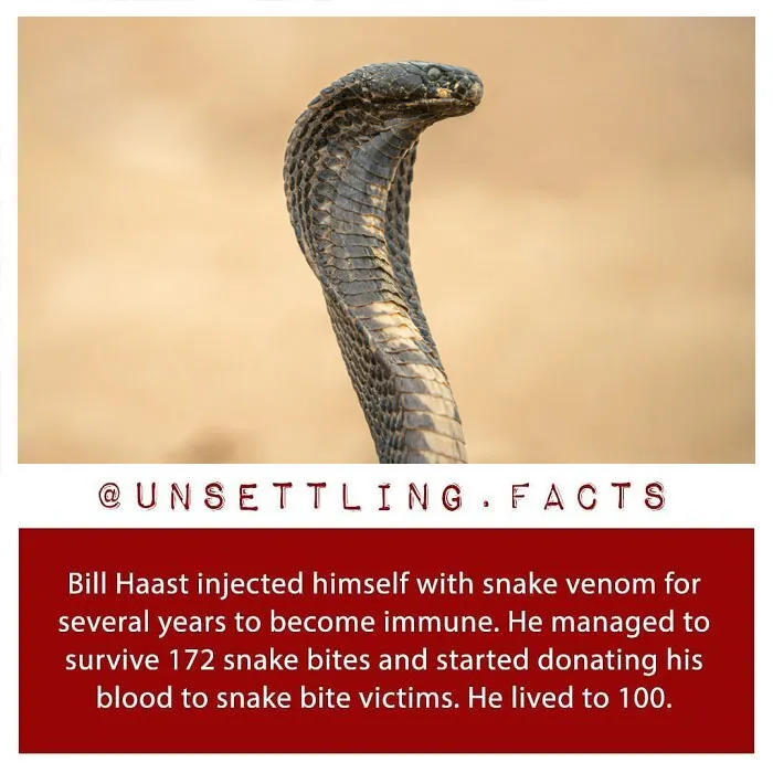 Bill Haast facing a cobra with creepy and unsettling facts about snake venom immunity.