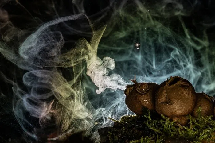 Snail on fungus with swirling smoke captured in detailed nature photography