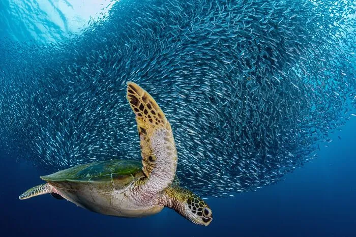 Underwater wildlife photo of a sea turtle swimming near a large school of fish