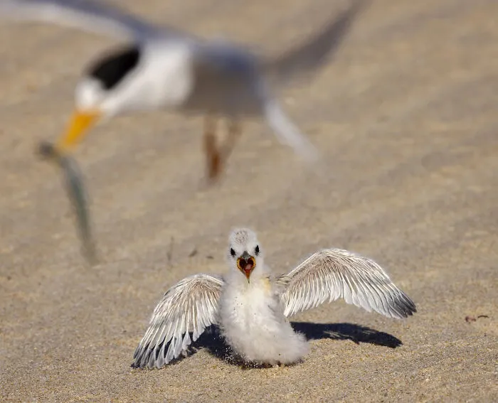 A fluffy white tern chick waiting on a sandy beach, a stunning bird photo