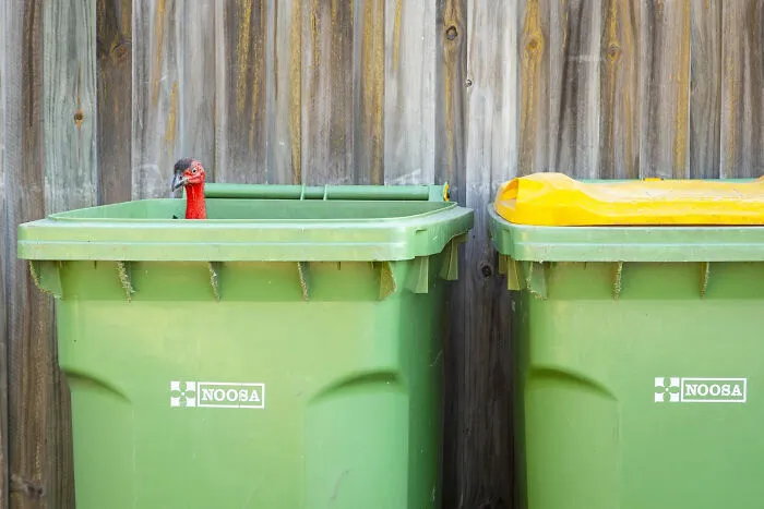 A red-headed bird peeking out of a green Noosa wheelie bin, captured in stunning bird photos.