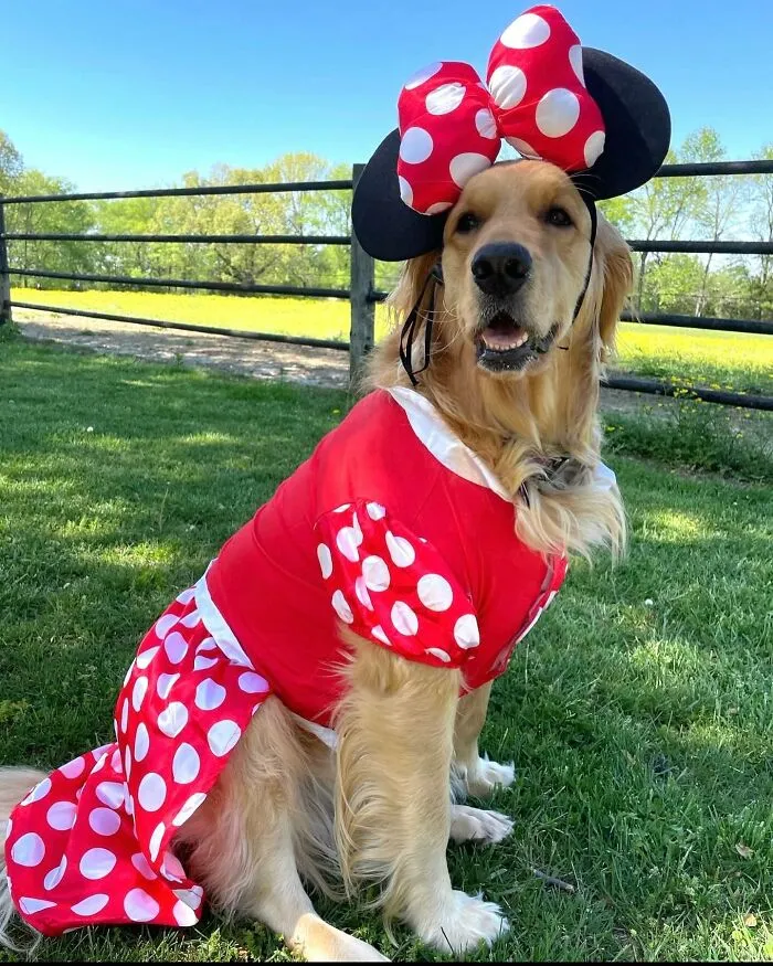 This <a href="https://abracadabranyc.com/products/minnie-mouse-dress-pet-costume" rel="noopener noreferrer" target="_blank">Minnie Mouse Getup</a> Is The Kind Of Look That Walt Disney Himself Would Have Approved Without A Second Thought