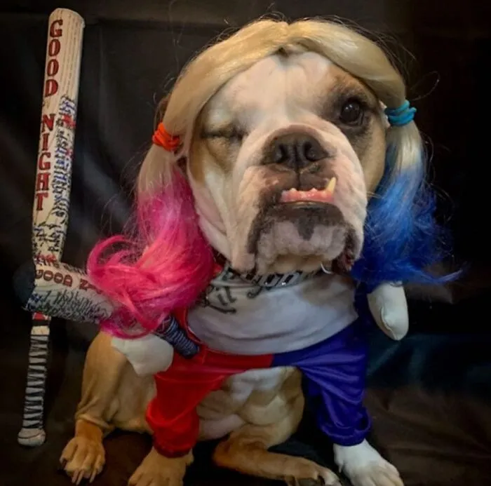A <a href="https://abracadabranyc.com/products/harley-quinn-pet-costume" rel="noopener noreferrer" target="_blank">Harley Quinn Costume</a> Is For The Pet That Is Very Much Into Method Acting