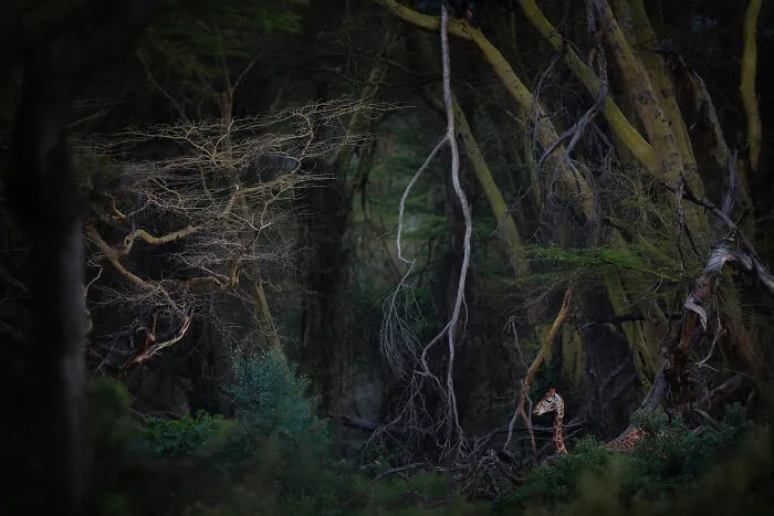 Npoty wildlife photography featuring a giraffe peeking through a dense dark forest environment.