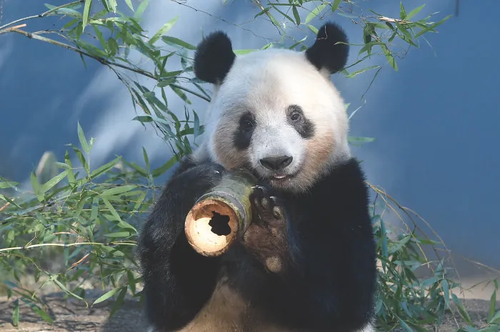 China's giant panda eating bamboo in natural habitat