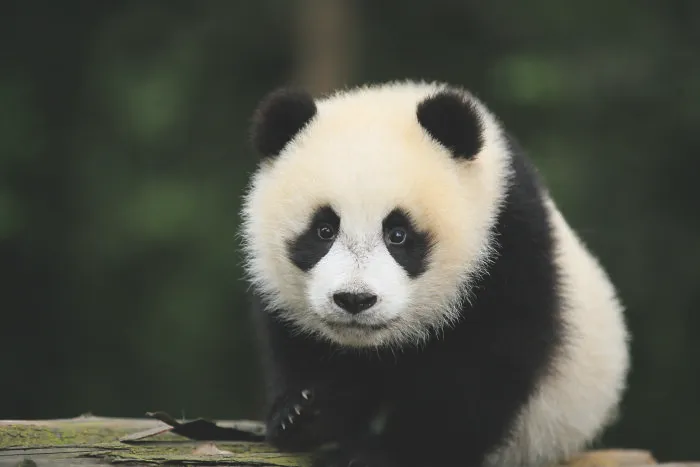 Close-up of a giant panda cub in green forest