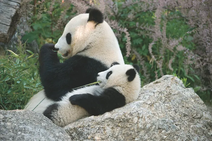 Giant panda mother and cub resting among rocks