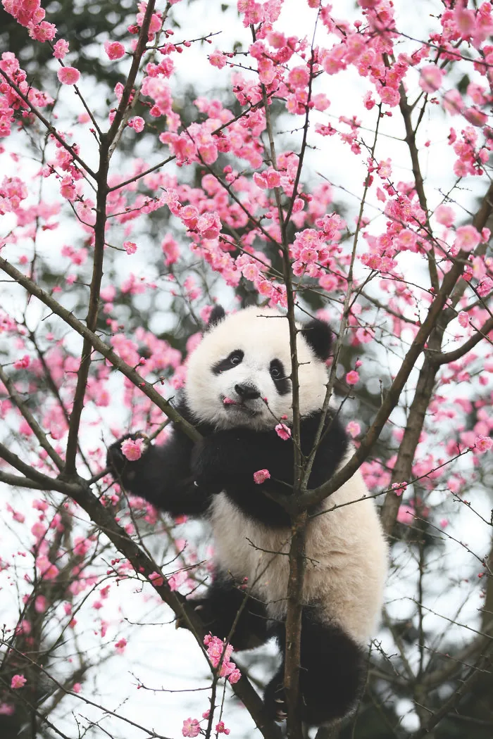 Giant panda climbing tree with pink blossoms