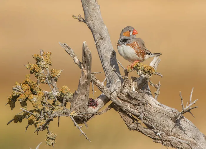 A zebra finch bird perched on a dry branch, from the 2026 BirdLife Australia Photography Awards.