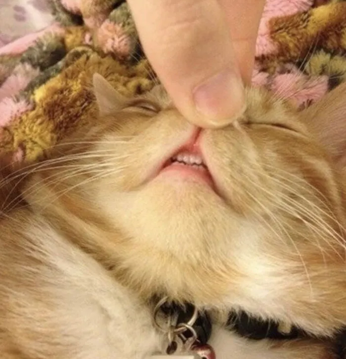 Closeup of cat's teeth shown by finger lifting upper lip