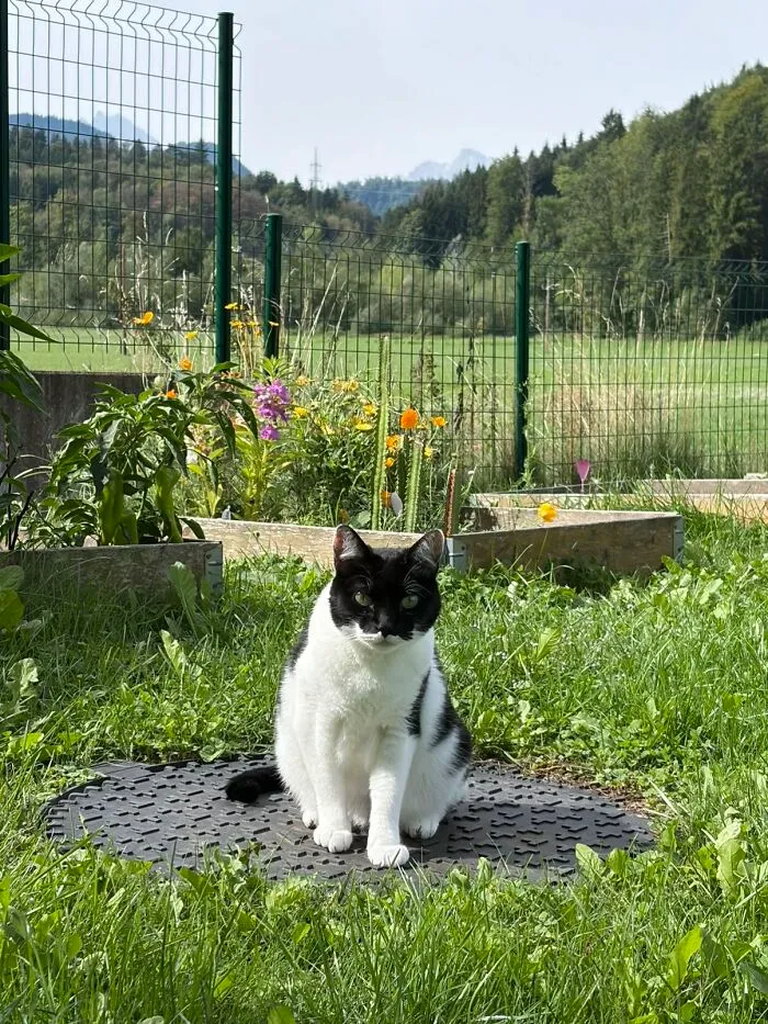 Black and white cat sitting on lawn in viral TikTok trend of life stories lived alongside pets